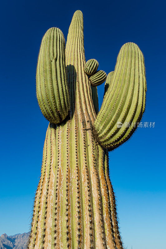 仙人掌(carcarnegiea gigantea)是一种树状仙人掌，属于单型仙人掌属，可以长到40英尺高。它原产于亚利桑那州的索诺兰沙漠。索诺兰沙漠，亚利桑那州。